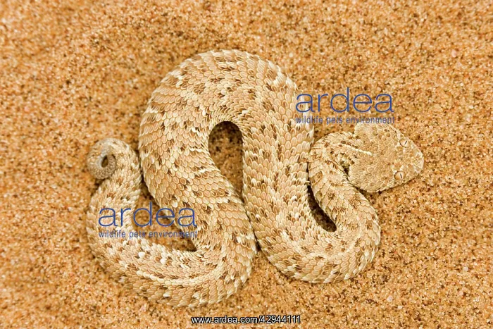 : Peringuey's Adder - Full body portrait of a baby : Peringuey's Adder - Full body portrait of a baby
