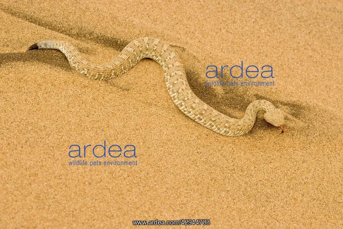 : Peringuey's Adder - Full body shot in black and : Peringuey's Adder - Full body shot in black and