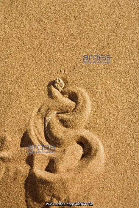 : Peringuey's Adder - Burying itself in the sand : Peringuey's Adder - Burying itself in the sand