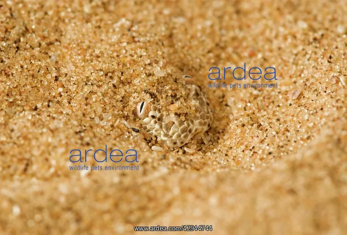 : Peringuey's Adder - Close up of the head and eyes : Peringuey's Adder - Close up of the head and eyes