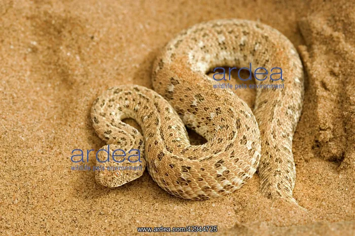  : Peringuey's Adder - Coiled protectively on dune sand