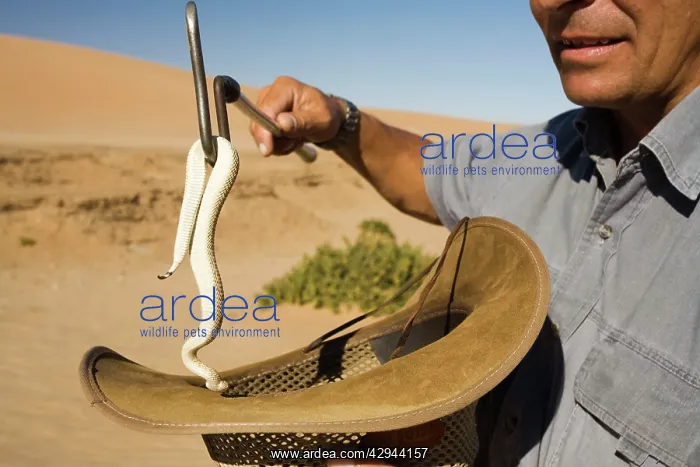 : Peringuey's Adder - Being lifted by snake handler : Peringuey's Adder - Being lifted by snake handler