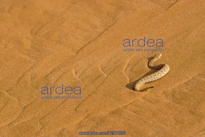 : Peringuey's Adder - Making its way up the cascading : Peringuey's Adder - Making its way up the cascading