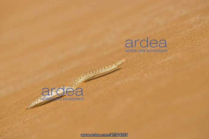 : Peringuey's Adder - Making its way up a slip face of a dune : Peringuey's Adder - Making its way up a slip face of a dune