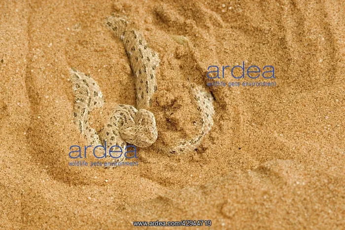 : Peringuey's Adder - Partially covered with dune sand : Peringuey's Adder - Partially covered with dune sand