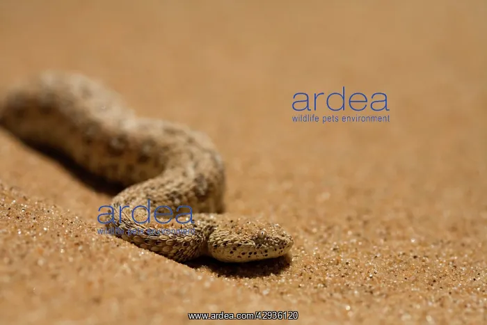 : Peringuey's Adder - portrait : Peringuey's Adder - portrait