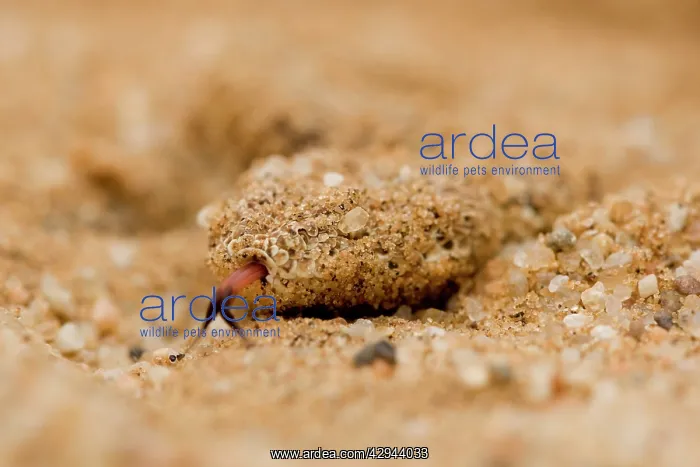 : Peringuey's Adder - Sand covered head with tongue exposed : Peringuey's Adder - Sand covered head with tongue exposed