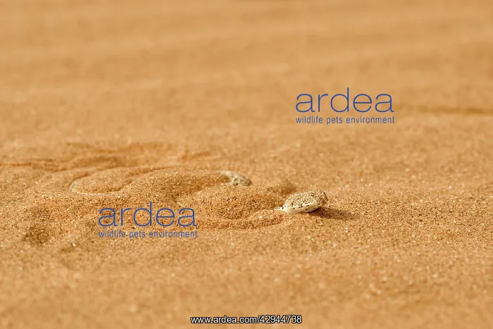 : Peringuey's Adder - Shuffling down into the dune sand : Peringuey's Adder - Shuffling down into the dune sand