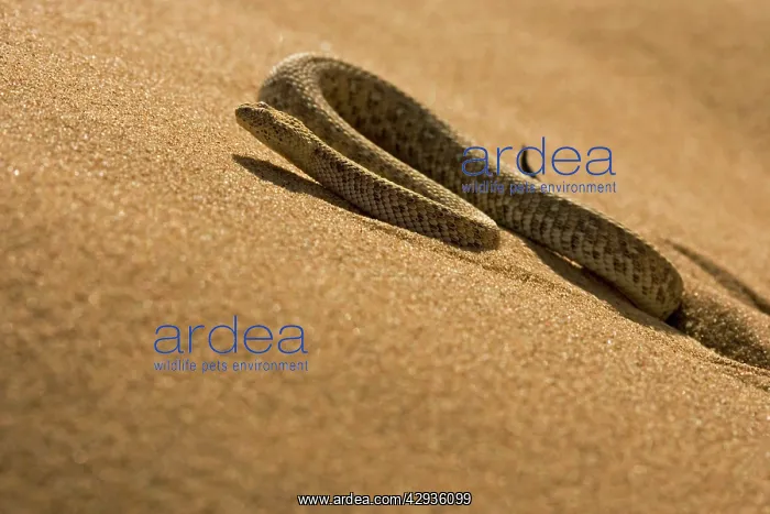 : Peringuey's Adder - sidewinding up a dune in the : Peringuey's Adder - sidewinding up a dune in the