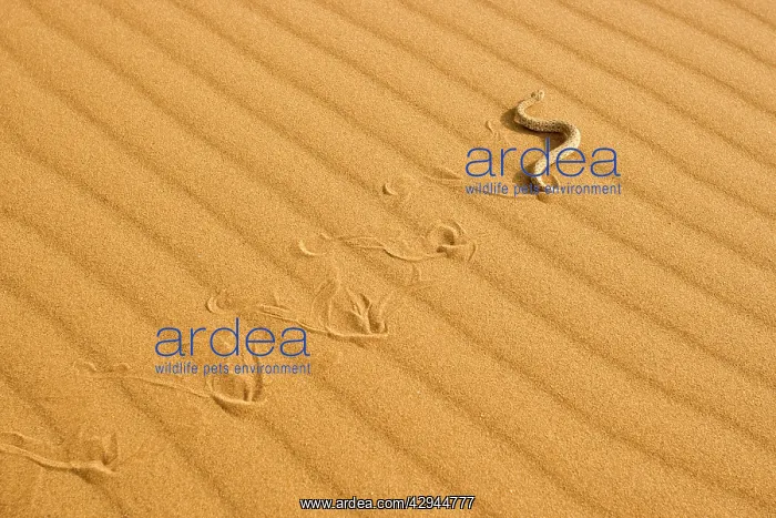 : Peringuey's Adder - Sidewinding across dune sand : Peringuey's Adder - Sidewinding across dune sand