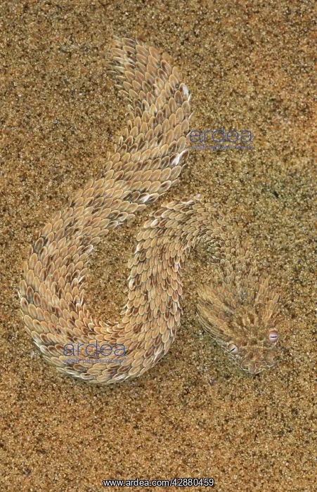 : Peringuey's Adder - This small snake, also called : Peringuey's Adder - This small snake, also called