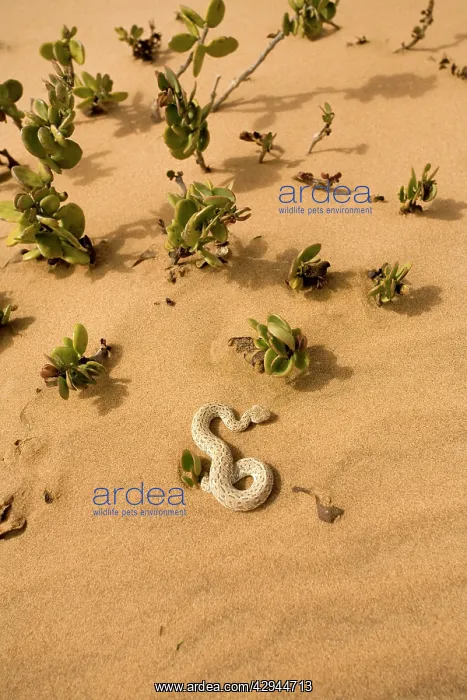 : Peringuey's Adder - Sunning its self on dune sand : Peringuey's Adder - Sunning its self on dune sand