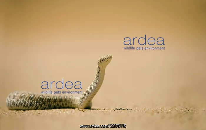 : Peringuey's Adder - in unusual pose with head raised : Peringuey's Adder - in unusual pose with head raised