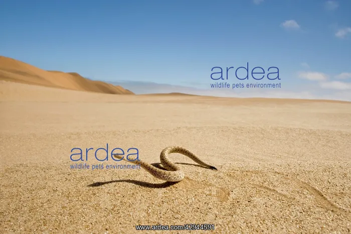  : Peringuey's Adder - Wide angle view - sidewinding
