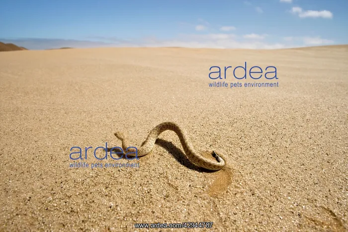 : Peringuey's Adder - Wide angle view - sidewinding : Peringuey's Adder - Wide angle view - sidewinding