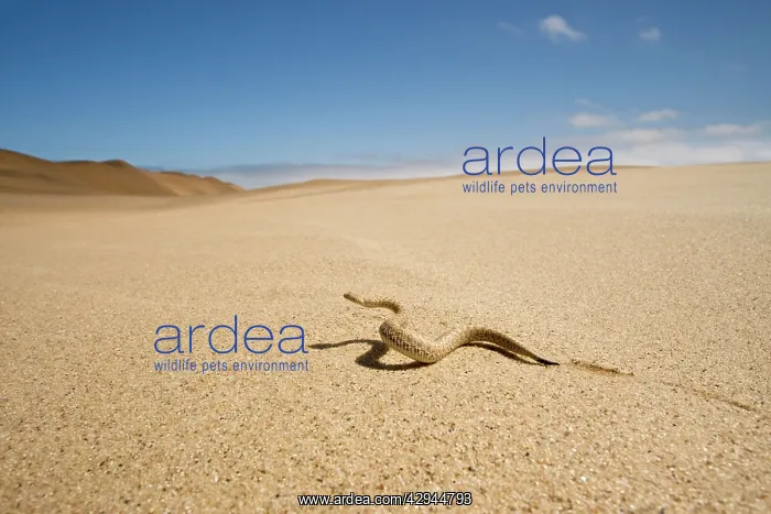 : Peringuey's Adder - Wide angle view - sidewinding : Peringuey's Adder - Wide angle view - sidewinding