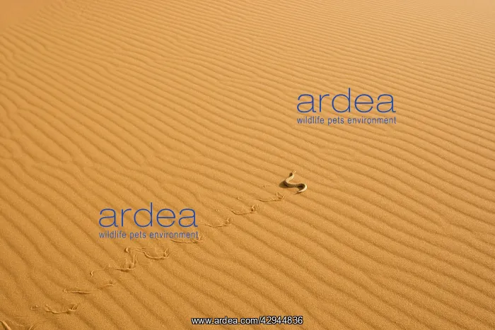 : Peringuey's Adder - Side winding across dune sand : Peringuey's Adder - Side winding across dune sand