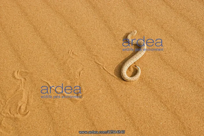 : Peringuey's Adder - Side winding across dune sand : Peringuey's Adder - Side winding across dune sand