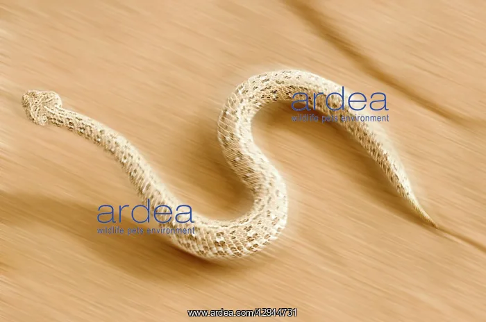 : Peringuey's Adder - In full side winding motion : Peringuey's Adder - In full side winding motion
