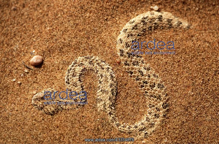 : PERINGUEY'S DESERT ADDER - hidden in sand : PERINGUEY'S DESERT ADDER - hidden in sand
