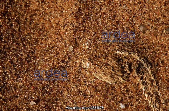 : PERINGUEY'S DESERT ADDER - hidden in sand : PERINGUEY'S DESERT ADDER - hidden in sand