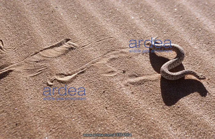 : PERINGUEY'S DESERT ADDER - sidewinding across sand : PERINGUEY'S DESERT ADDER - sidewinding across sand