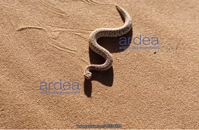 : PERINGUEY'S DESERT ADDER - sidewinding across sand : PERINGUEY'S DESERT ADDER - sidewinding across sand