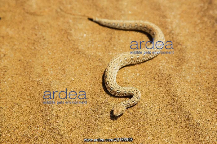  : Peringuey's Sidewinding Adder