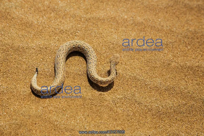 : Peringuey's Sidewinding Adder : Peringuey's Sidewinding Adder
