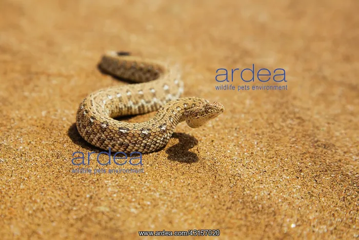 : Peringuey's Sidewinding Adder : Peringuey's Sidewinding Adder