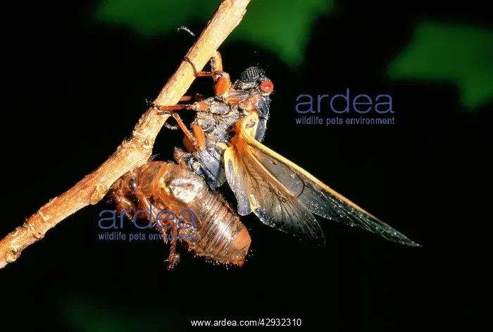 : Periodcal Cicada 17 year - adult emerging from : Periodcal Cicada 17 year - adult emerging from