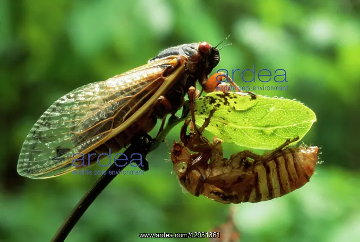 : Periodical / 17 Year CICADA - : Periodical / 17 Year CICADA -