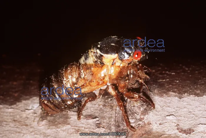 : PERIODICAL / 17-year CICADA - Emerging, shedding : PERIODICAL / 17-year CICADA - Emerging, shedding