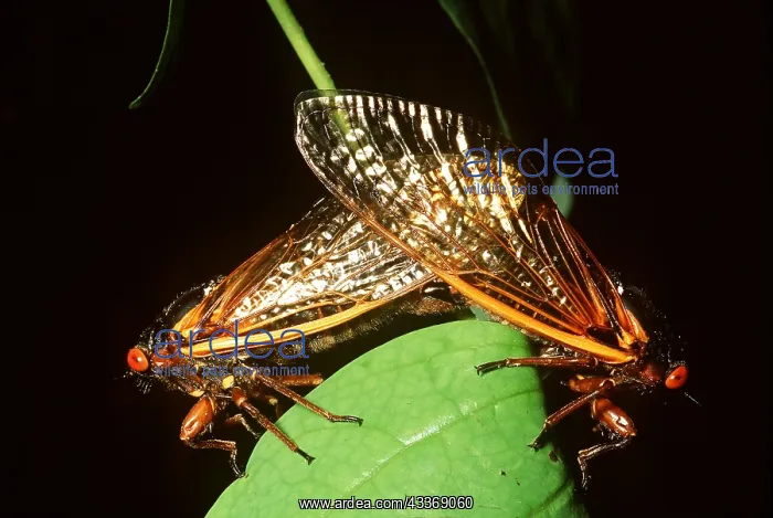  : PERIODICAL  /  17-year CICADA - PAIR MATING