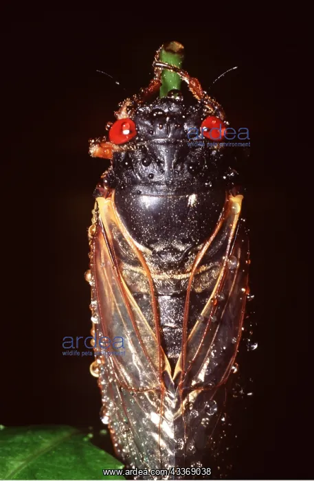 : PERIODICAL / 17-year CICADA - ON STEM : PERIODICAL / 17-year CICADA - ON STEM