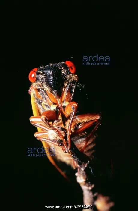 : Periodical / 17-year CICADA - ON TWIG : Periodical / 17-year CICADA - ON TWIG