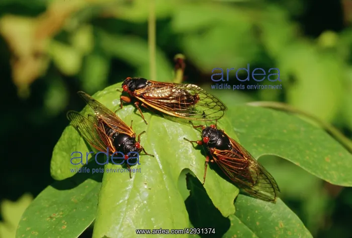 : Periodical Cicada 17 year : Periodical Cicada 17 year