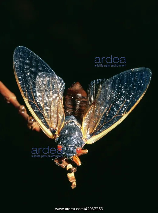 : Periodical Cicada 17 year : Periodical Cicada 17 year