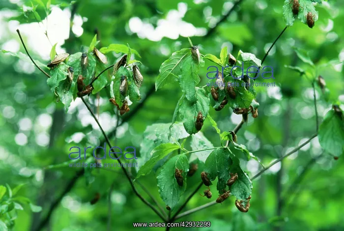 : Periodical Cicada 17 year : Periodical Cicada 17 year