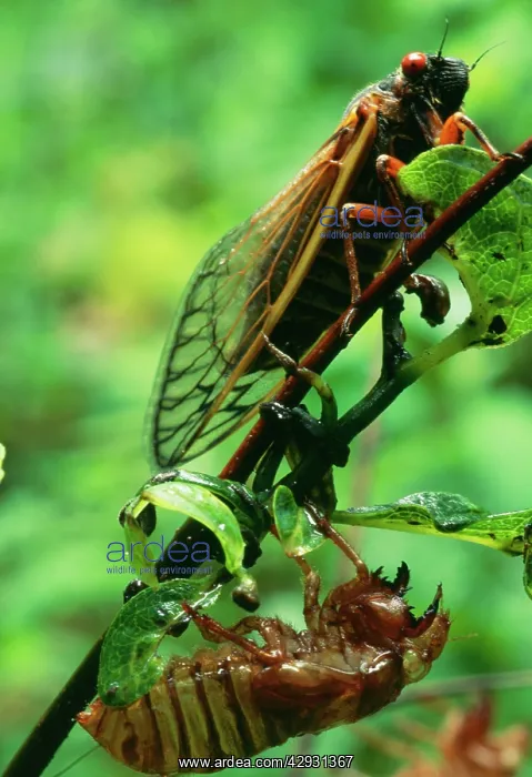 : Periodical CICADA - 17 year, two emerging : Periodical CICADA - 17 year, two emerging