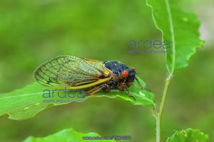 : Periodical Cicada : Periodical Cicada