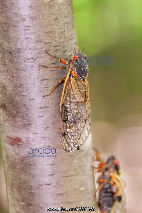 : Periodical Cicada : Periodical Cicada