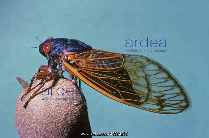 : Periodical Cicada : Periodical Cicada