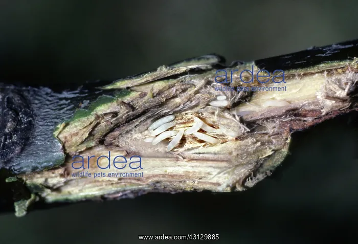 : Periodical Cicada : Periodical Cicada