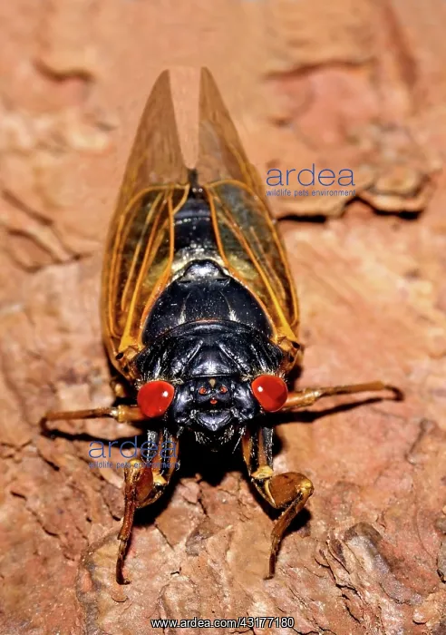 : Periodical cicada : Periodical cicada
