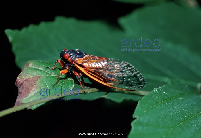 : Periodical Cicada : Periodical Cicada
