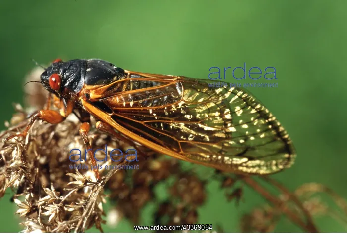 : PERIODICAL CICADA - ON PLANT : PERIODICAL CICADA - ON PLANT