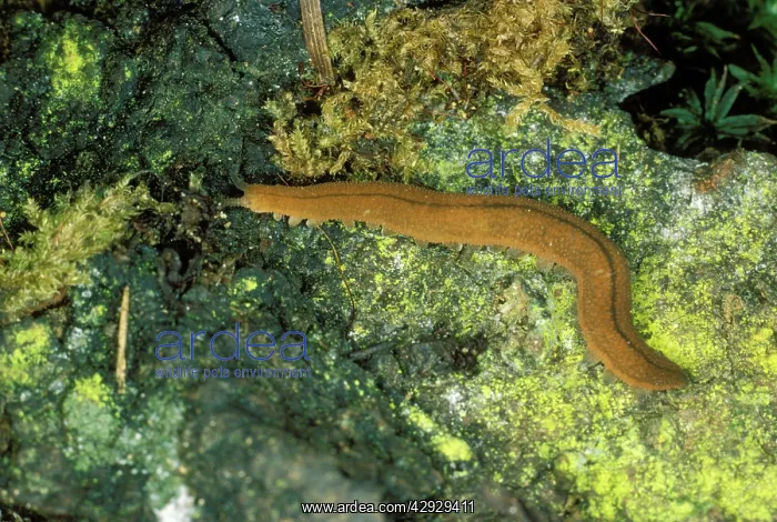  : Peripatus  /  Onycophoran  /  Velvet Worm