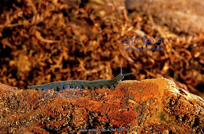 : Peripatus / Velvet worm - (Phylum: Onychophora) : Peripatus / Velvet worm - (Phylum: Onychophora)
