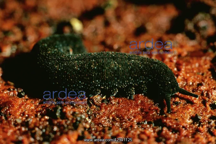 : Peripatus / Velvet worm - ( Phylum: Onychophora) : Peripatus / Velvet worm - ( Phylum: Onychophora)